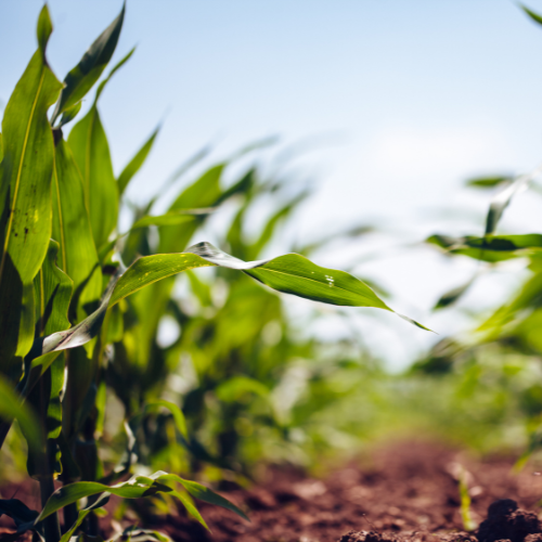 Chemicals Corn Plant