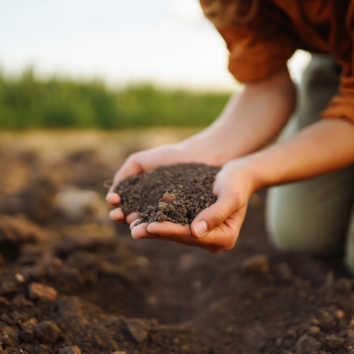 Soil Fertility Services