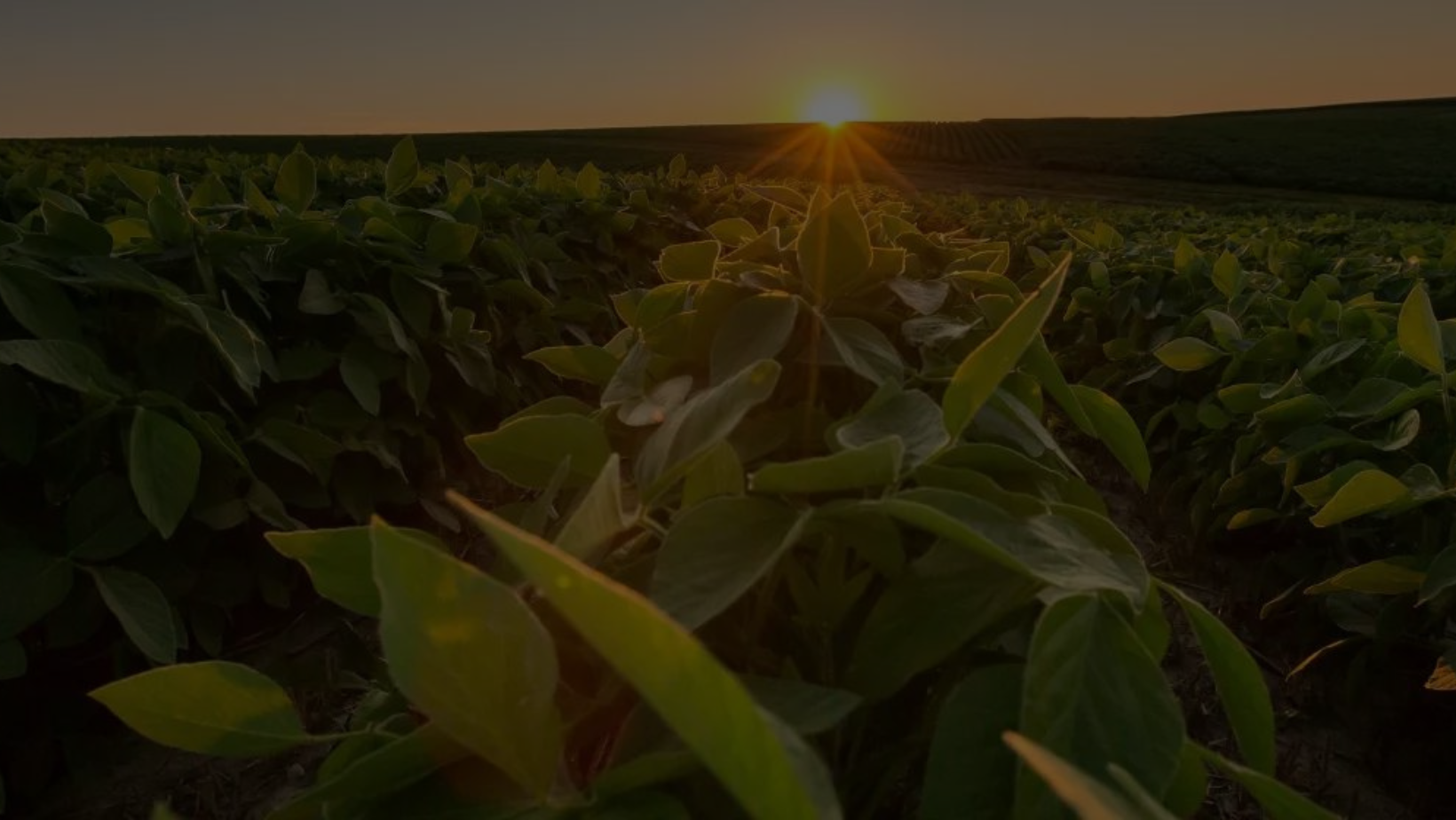 Soybean field